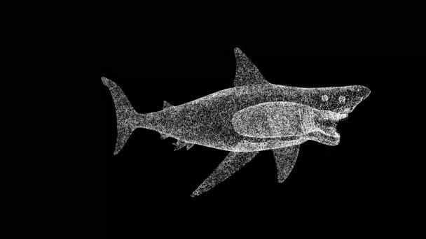 White Shark Gira Preto Megalodon Mais Predador Oceano Conceito Animais — Vídeo de Stock
