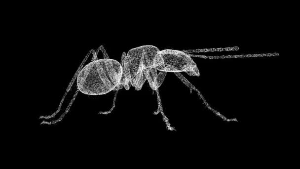 Inseto Gira Preto Controlo Pragas Extermínio Insectos Serviços Matança Insetos — Vídeo de Stock