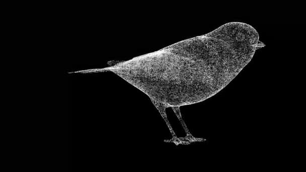 Nightingale Bird Gira Sobre Negro Concepto Animales Salvajes Protección Del — Vídeos de Stock