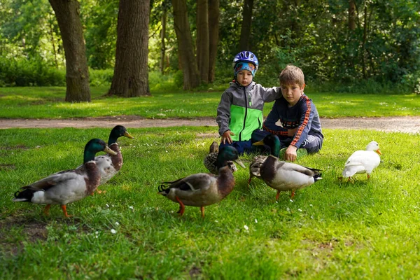 Children Feed Ducks Meadow Park — Stock Photo, Image