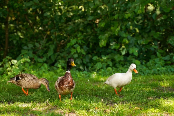 Three Wild Ducks Summer Park Grass — Stock Photo, Image