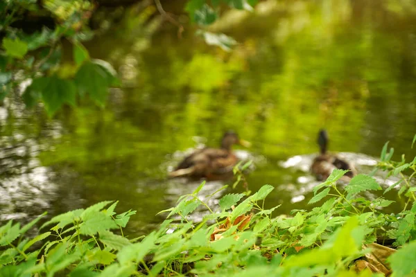 Wild Ducks Swim Pond Focus Foliage Ducks Blurred — Stock Photo, Image