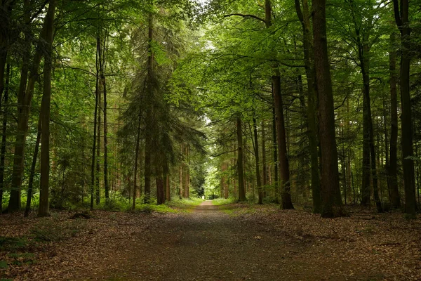 stock image Trail in the forest. Scenery with path in dreamy forest. Nature background