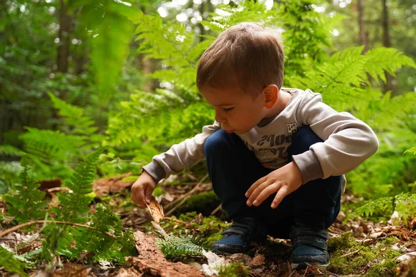 Mały Chłopiec Lesie Uważnie Bada Mrowisko Pouczający Spacer Lesie — Zdjęcie stockowe