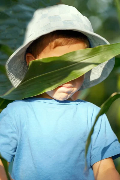 一个小男孩藏在一片玉米叶子后面 — 图库照片
