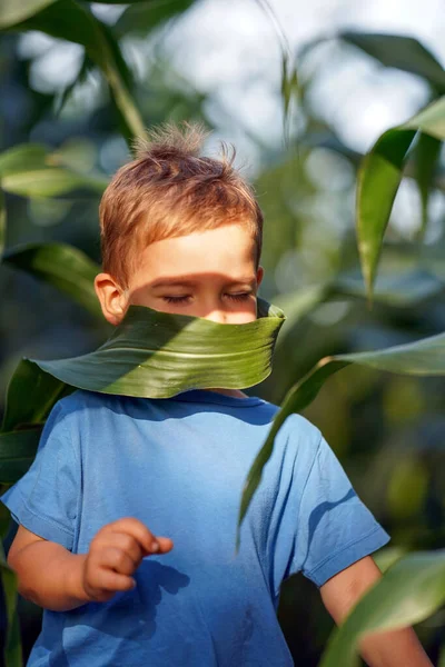 Malý Chlapec Očichává Kukuřičné Listy — Stock fotografie