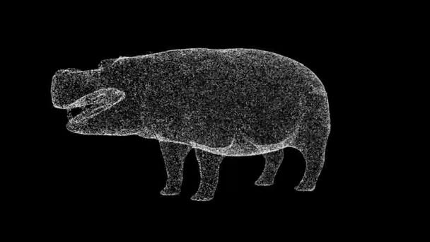 Boyutlu Aygırı Siyah Üzerinde Döner Doğal Ortamında Vahşi Bir Hayvan — Stok video