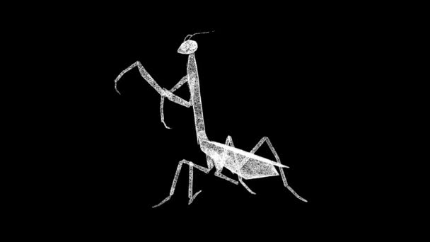 Mantis Gira Preto Animal Selvagem Habitat Natural Louva Deus Está — Vídeo de Stock