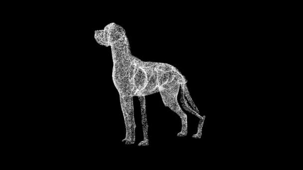 Hond Anatomie Draait Zwarte Achtergrond Hondenskelet Dier Medische Anatomie Voor — Stockvideo