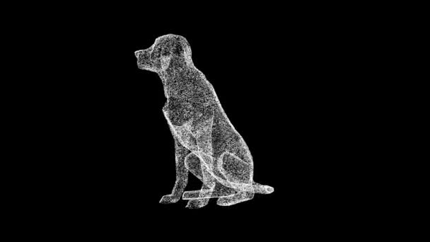 Ülő Kutya Forog Fekete Háttér Arany Labrador Kutya Nyitott Szájjal — Stock videók