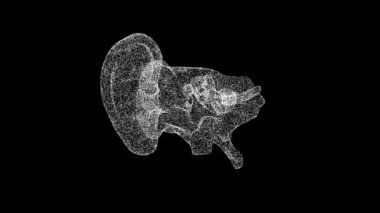 3D Kulak Anatomisi siyah arka planda döner. Kulak iç anatomisi bölümü. Reklam arkaplanı. Başlık, metin, sunum için. Nesne titreşen parçacıkları eritti. 3D animasyon 60 FPS