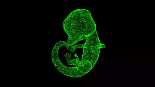 Embryo Zvířete Otáčí Černém Koncept Divokých Zvířat Ochrana Životního Prostředí — Stock video