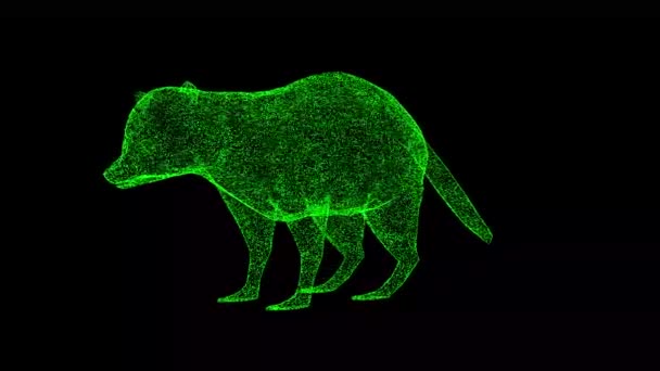 3D浣熊在黑色Bg上旋转 可爱有趣的浣熊 野生动物的概念 环境保护 3D动画60 Fps — 图库视频影像
