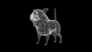 Üç boyutlu komik bulldog siyah bg üzerinde döner. Komik hayvanlar konsepti. İş için reklam arkaplanı. Başlık, metin, sunum için. 3D animasyon 60 FPS