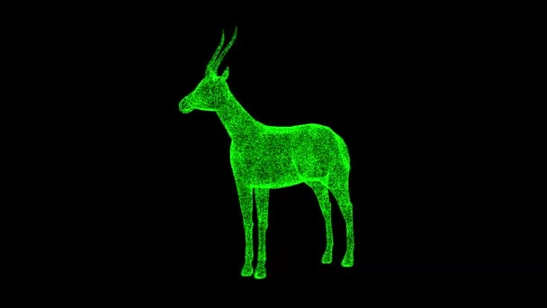 3D羚羊在黑色的Bg上旋转 野生动物的概念 商业广告背景 3D动画60 Fps — 图库视频影像