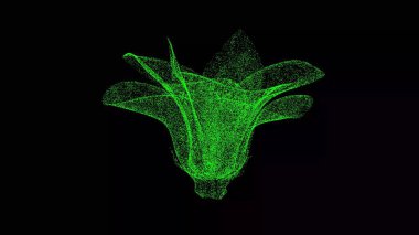 Siyah bg üzerinde 3 boyutlu nilüfer çiçeği. Bahar çiçeği konsepti. Başlık, metin, sunum için. İş için reklam arkaplanı. 3d canlandırma 