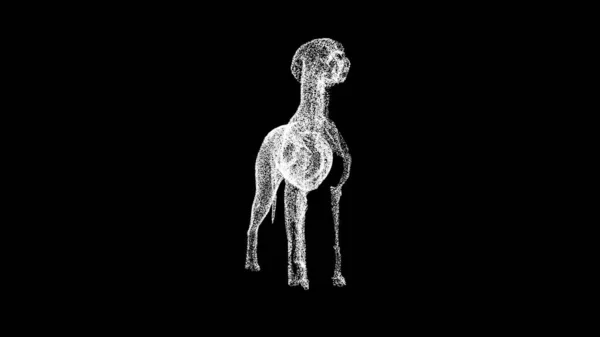 Hundeanatomie Auf Schwarzem Hintergrund Medizinische Anatomie Des Hundeskeletts Für Titel — Stockfoto
