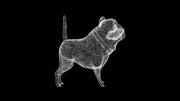 Vicces Bulldog Fekete Vicces Állatok Koncepciója Üzleti Hirdetési Háttér Cím — Stock Fotó
