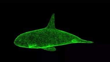 Katil balina siyah arka planda döner. Vahşi hayvanlar konsepti. Su altı yaşamı. İş için reklam arkaplanı. Başlık, metin, sunum için. 3D animasyon 60 FPS