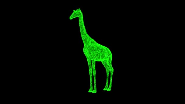 Girafa Gira Sobre Fundo Preto Conceito Animais Selvagens Antecedentes Comerciais — Vídeo de Stock