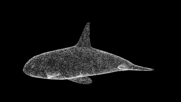 Φάλαινα Δολοφόνος Περιστρέφεται Μαύρο Φόντο Έννοια Άγριων Ζώων Υποθαλάσσια Ζωή — Αρχείο Βίντεο