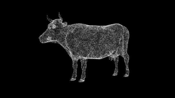 암소는 검은색 배경에서 회전합니다 농장과 고기와 비즈니스 텍스트 프레젠테이션 애니메이션 — 비디오