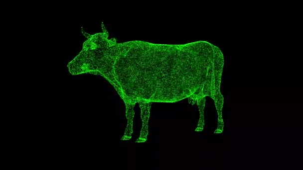 Kráva Otáčí Černém Pozadí Koncept Zemědělských Domácích Zvířat Produkce Masa — Stock video