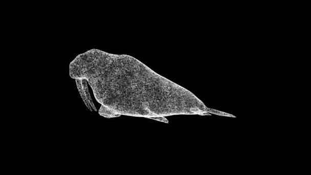 Γούνα Σφραγίδα Περιστρέφεται Μαύρο Φόντο Έννοια Θαλάσσιων Ζώων Κάτω Από — Αρχείο Βίντεο