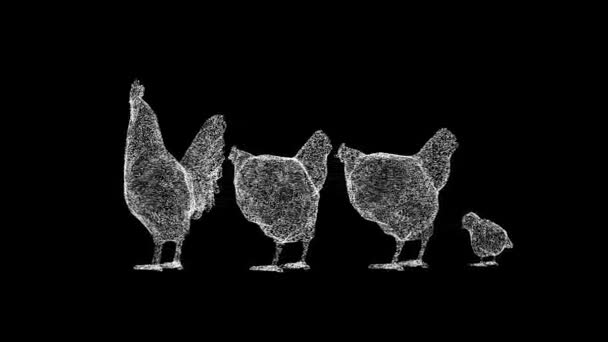 Pollo Familia Gira Sobre Fondo Negro Concepto Granja Animales Domésticos — Vídeos de Stock