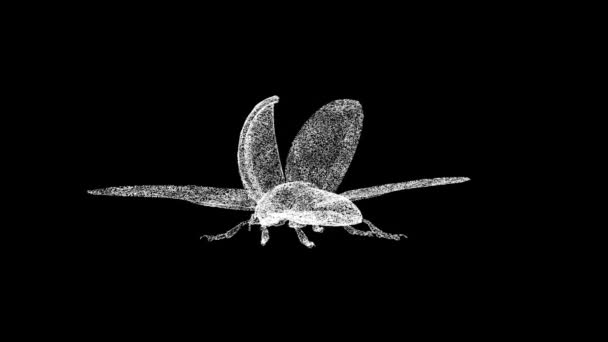 Nyckelpiga Roterar Svart Bakgrund Begreppet Insekter Hos Djur Flygande Nyckelpiga — Stockvideo