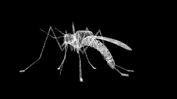 Mosquito Περιστρέφεται Μαύρο Φόντο Έντομα Και Έννοια Της Φύσης Επικίνδυνα — Αρχείο Βίντεο