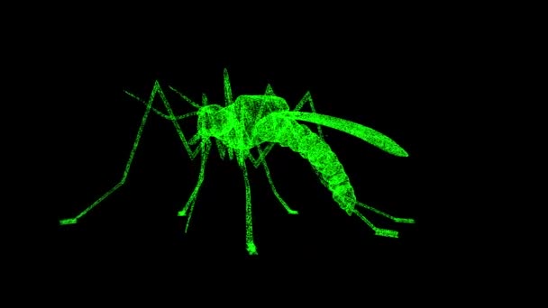 Mosquito Rotuje Černém Pozadí Koncept Hmyzu Přírody Nebezpečný Hmyz Obchodní — Stock video