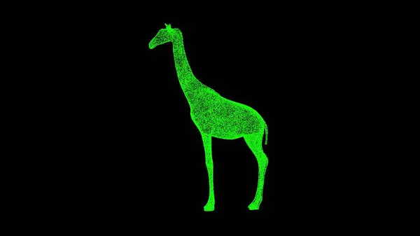 3D giraffe on black background. Wild animals concept. Business advertising backdrop. For title, text, presentation. 3d animation