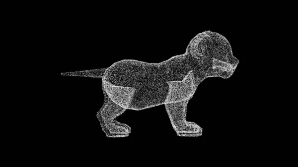 黑色背景的3D小狮子 野生动物的概念 自然保护区和动物园 商业广告背景 3D动画 — 图库照片