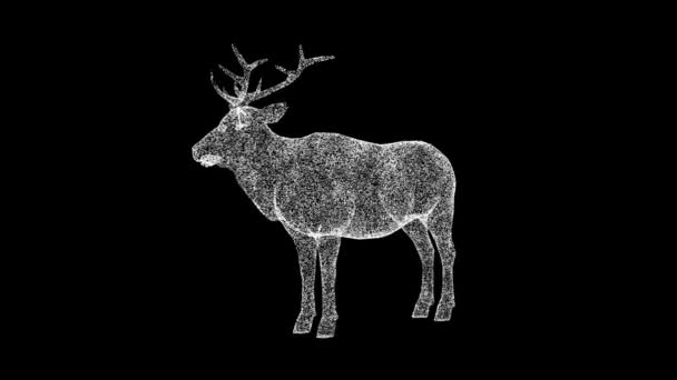 3Dオールド鹿は黒い背景に回転する 動物園のコンセプト 野生動物たち ビジネス広告の背景 タイトル テキスト プレゼンテーション 3Dアニメーション Fps — ストック動画