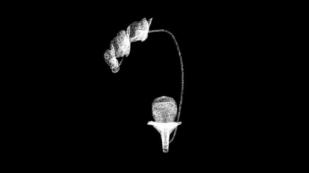 Orchid Gira Sobre Fondo Negro Flores Concepto Belleza Orquídea Salvaje — Vídeos de Stock