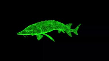3D Sturgeon siyah arka planda dönüyor. Balık ve Balık kavramı. Nehir balığı. İş için reklam arkaplanı. Başlık, metin, sunum için. 3D animasyon 60 FPS