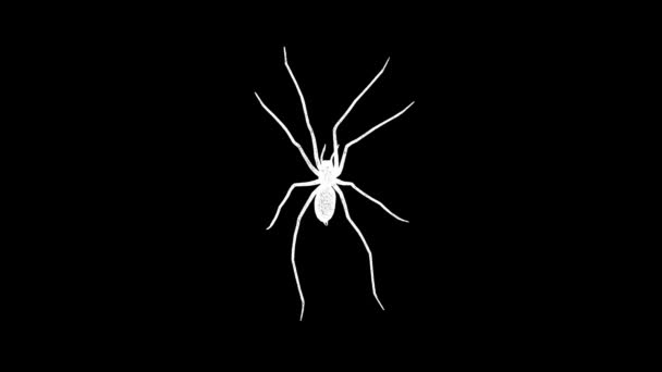 Spider Obraca Się Czarnym Tle Owady Koncepcja Natury Niebezpieczne Owady — Wideo stockowe
