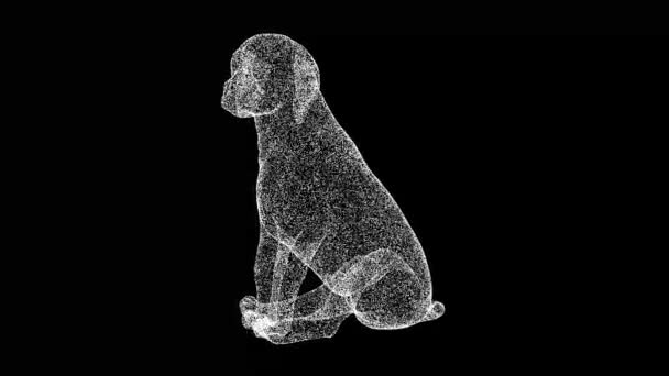Filhote Cachorro Gira Sobre Fundo Preto Conceito Animal Cãozinho Giro — Vídeo de Stock