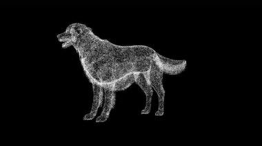 3D Retriever siyah arka planda dönüyor. Hayvan konsepti. Şirin küçük köpek. İş için reklam arkaplanı. Başlık, metin, sunum için. 3D animasyon 60 FPS