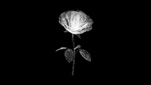 Rose Gira Sobre Fondo Negro Concepto Flores Primavera Boda Rose — Vídeo de stock