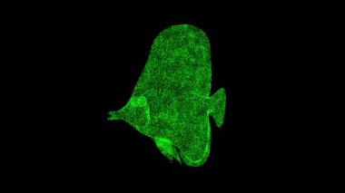 Üç boyutlu akvaryum balığı siyah arka planda döner. Hobi konsepti. Tropik balıklar. İş için reklam arkaplanı. Başlık, metin, sunum için. 3D animasyon 60 FPS