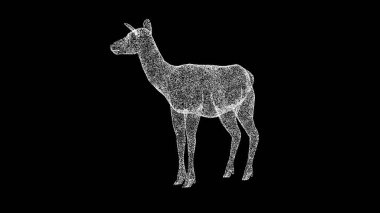 Üç boyutlu Fawn siyah arka planda döner. Hayvanat bahçesi konsepti. Vahşi hayvanlar. İş için reklam arkaplanı. Başlık, metin, sunum için. 3d canlandırma 