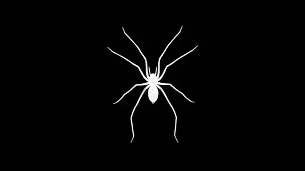 Spider Rotates Black Background Insects Nature Concept Dangerous Insects Business — Stock Photo, Image