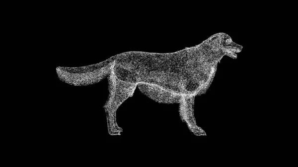 Retriever Siyah Arka Planda Dönüyor Hayvan Konsepti Şirin Küçük Köpek — Stok fotoğraf