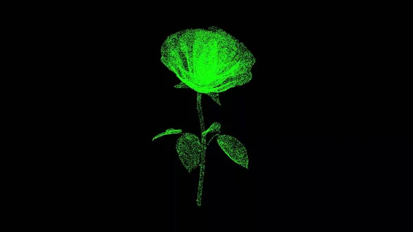 3D Rose rotates on black background. Flowers and Spring concept. Wedding Rose. Business advertising backdrop. For title, text, presentation. 3d animation
