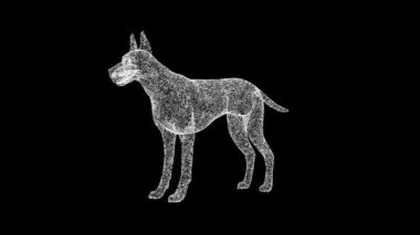 3D Dog Great Dane siyah arka planda dönüyor. Hayvan konsepti. Büyük safkan bir köpek. İş için reklam arkaplanı. Başlık, metin, sunum için. 3D animasyon 60 FPS