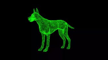 3D Dog Great Dane siyah arka planda dönüyor. Hayvan konsepti. Büyük safkan bir köpek. İş için reklam arkaplanı. Başlık, metin, sunum için. 3D animasyon 60 FPS