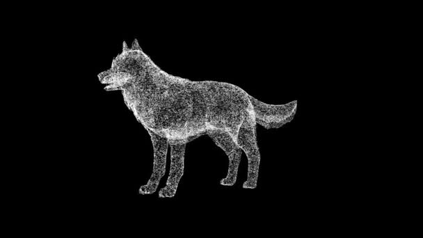 3D狼在黑色背景下旋转 野生动物的概念 森林掠夺者 商业广告背景 3D动画60 Fps — 图库视频影像