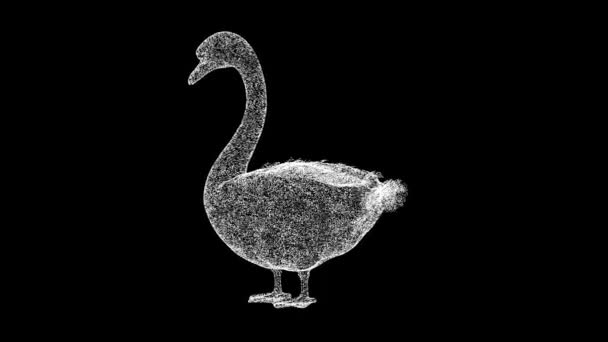 Swan Gira Sobre Fondo Negro Concepto Aves Silvestres Hermoso Pájaro — Vídeos de Stock